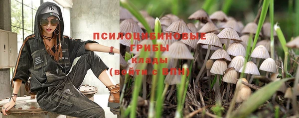 прущие грибы Санкт-Петербург