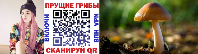 OMG ссылки  Кочубеевское  Псилоцибиновые грибы Cubensis  где купить наркоту 
